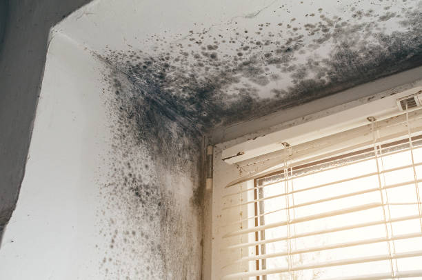 Affordable Mold Cleanup solutions in Henderson, CO